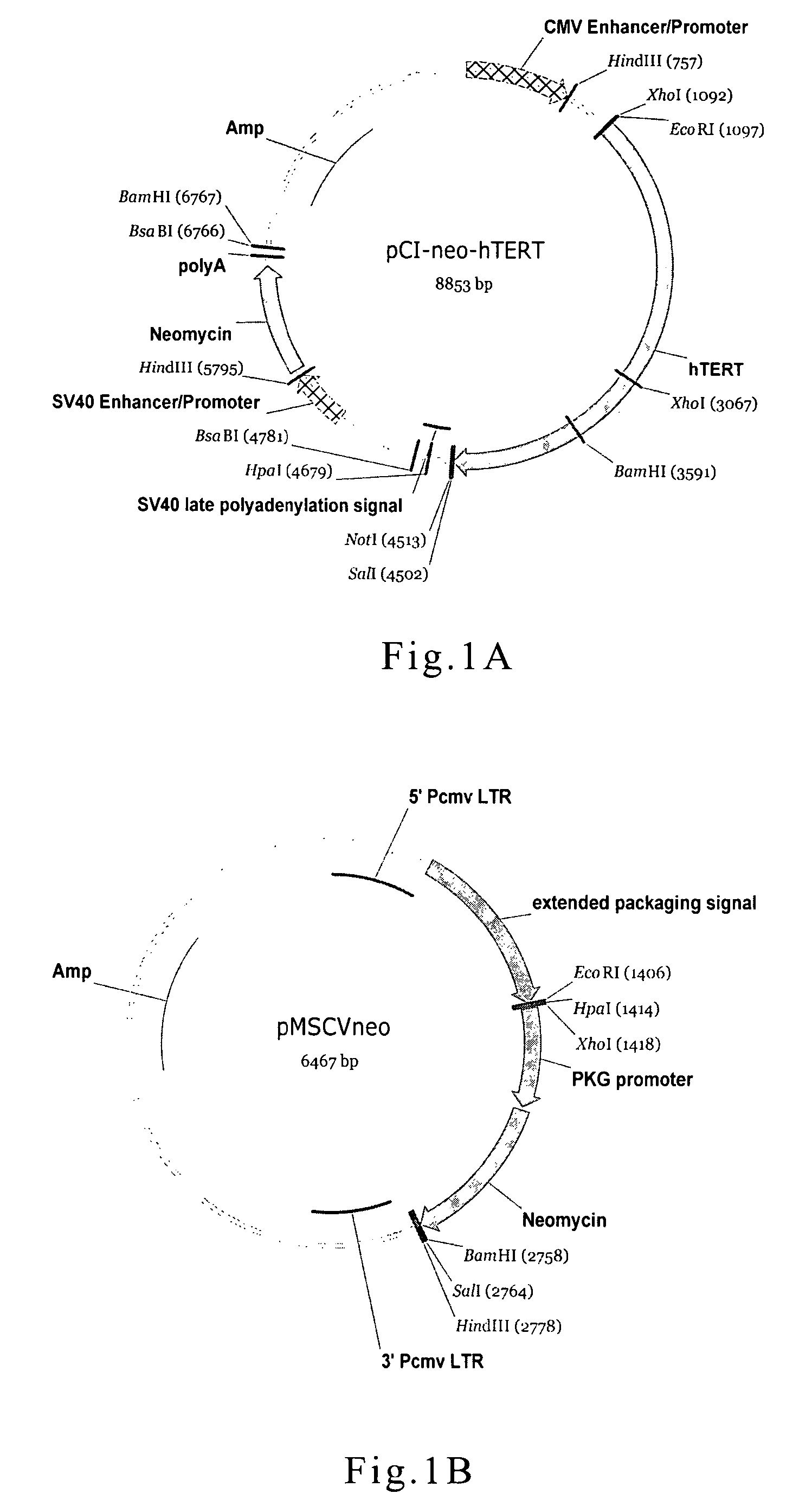 Cell culture and method for screening for a compound useful in the treatment or prevention of hepatic cirrhosis