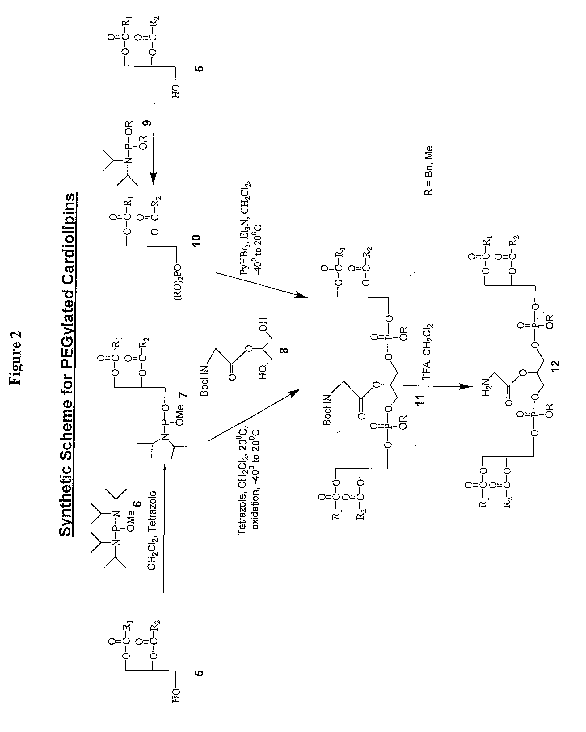 Pegylated Cardiolipin Analogs, Methods of Synthesis, and Uses Thereof