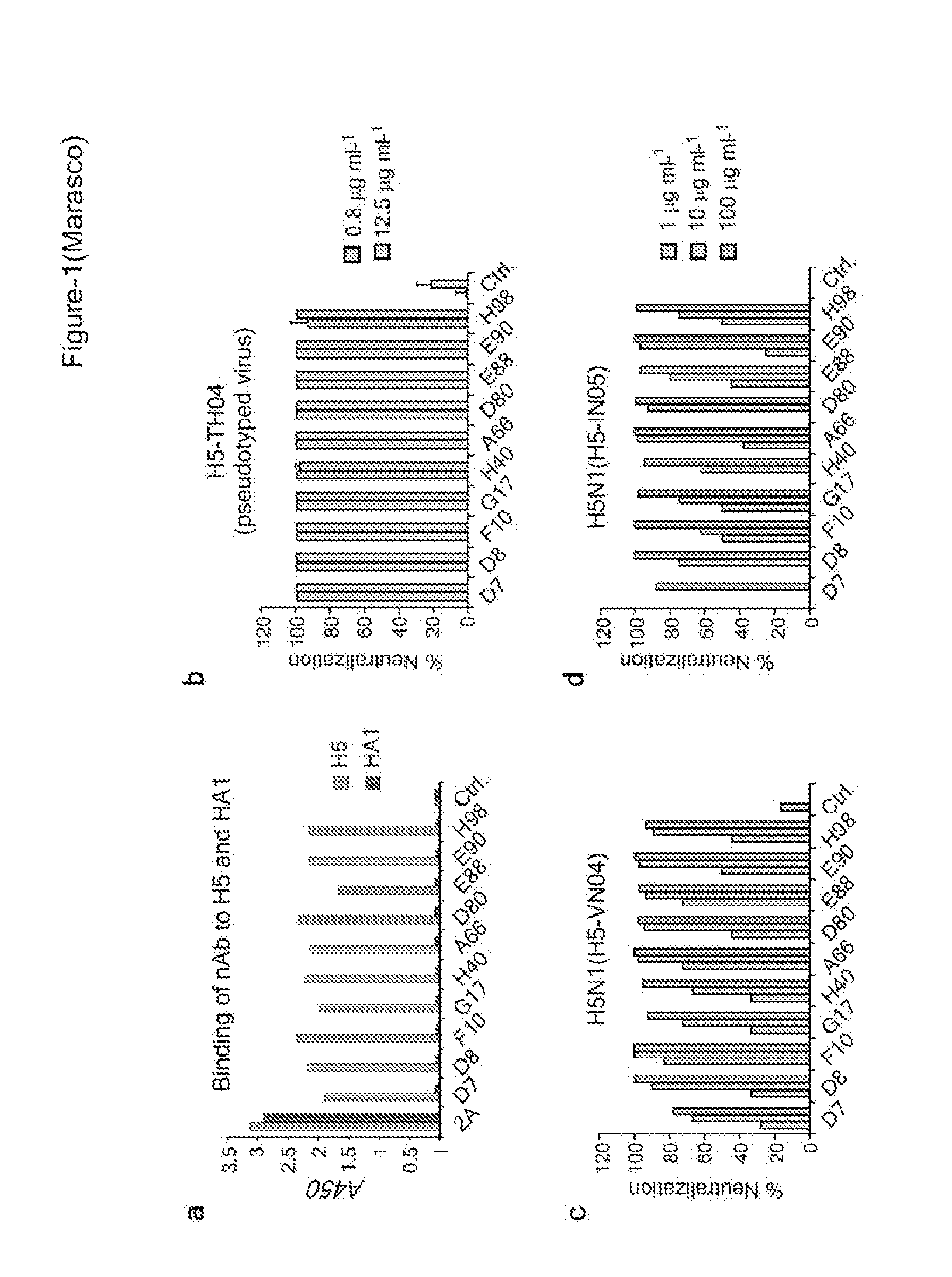 Conserved Hemagglutinin Epitope, Antibodies  to the Epitope and Methods of Use