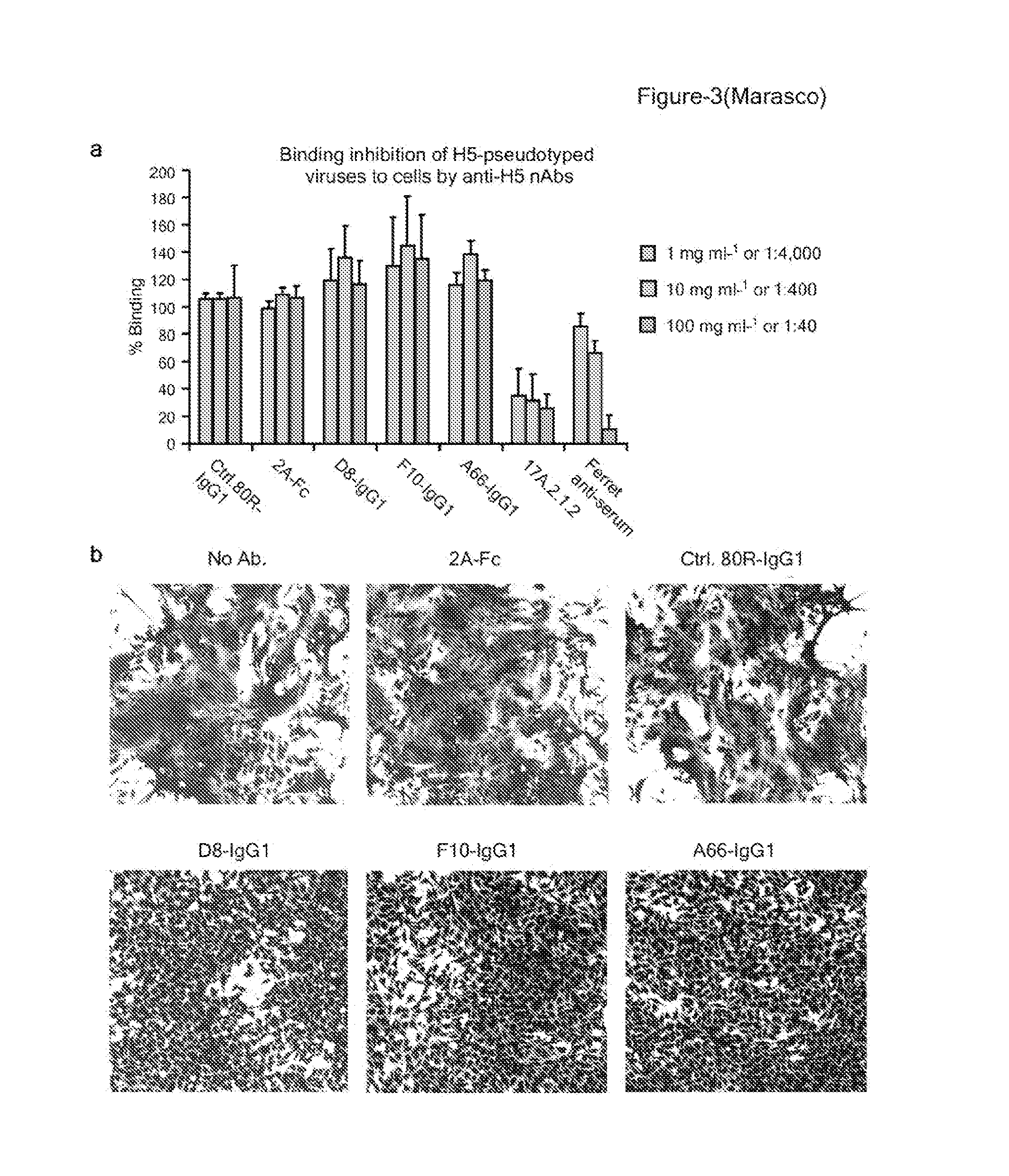 Conserved Hemagglutinin Epitope, Antibodies  to the Epitope and Methods of Use