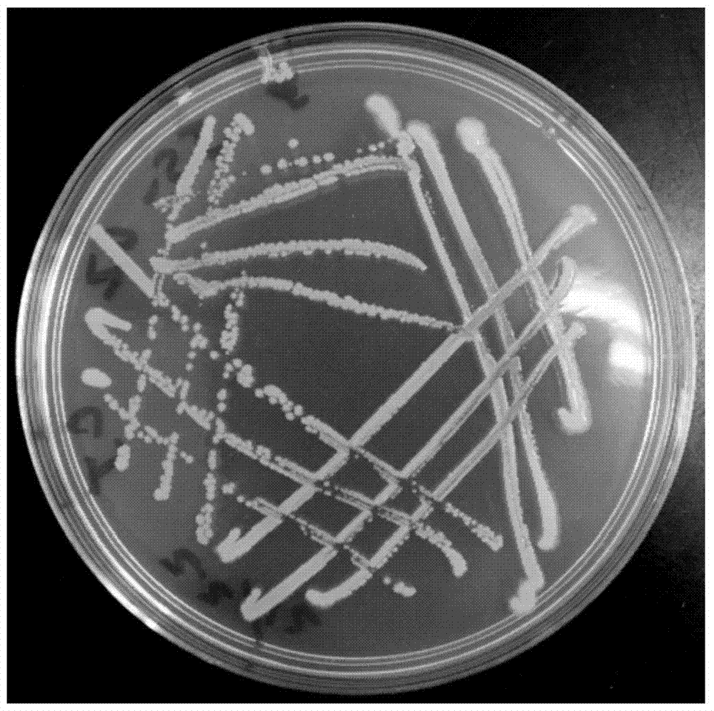 A strain of Brevibacillus lateralsporosa with rapid degradation of nitrite nitrogen and antibacterial function and its application