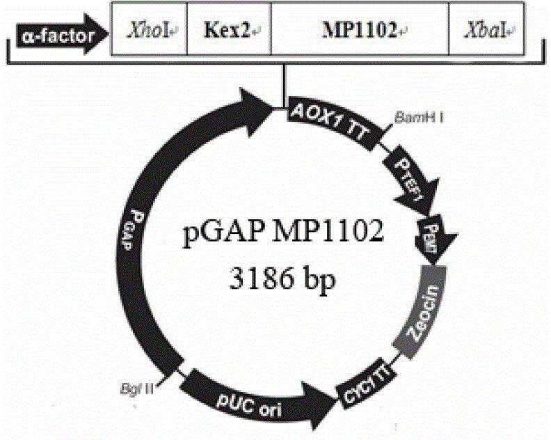 Method for implementing constitutive expression of plectasin derivative MP1102 in Pichia pastoris