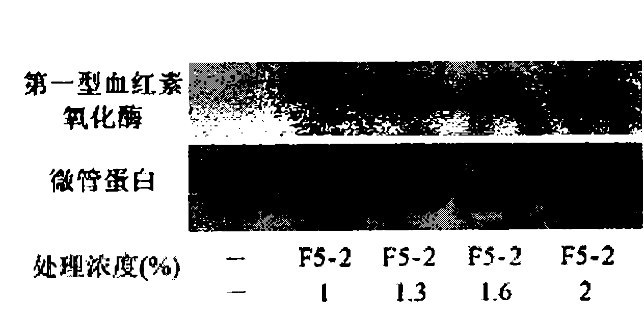 Ganoderma tsugae active substance, preparation method thereof and composition thereof