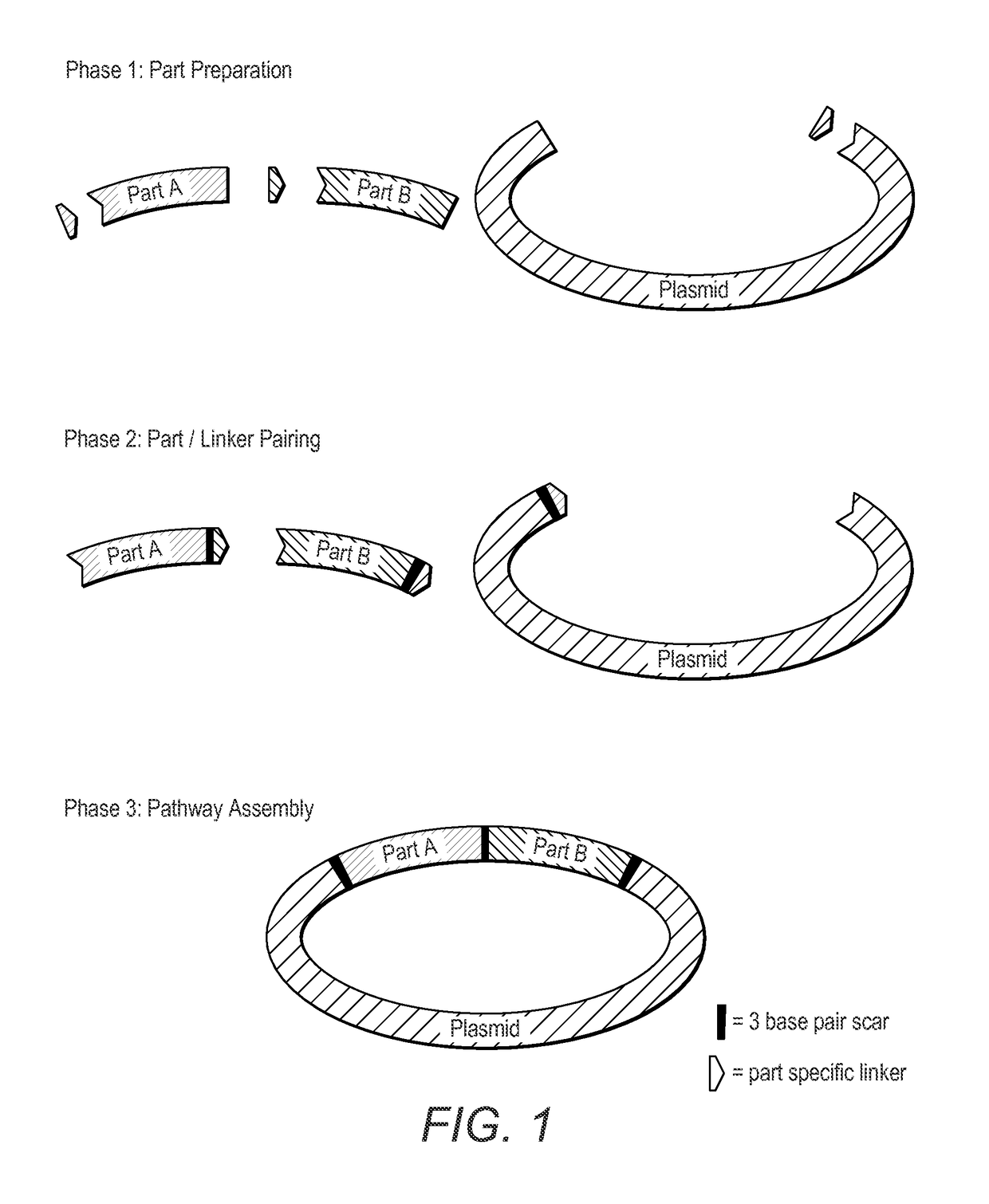 Method for the assembly of a polynucleic acid sequence