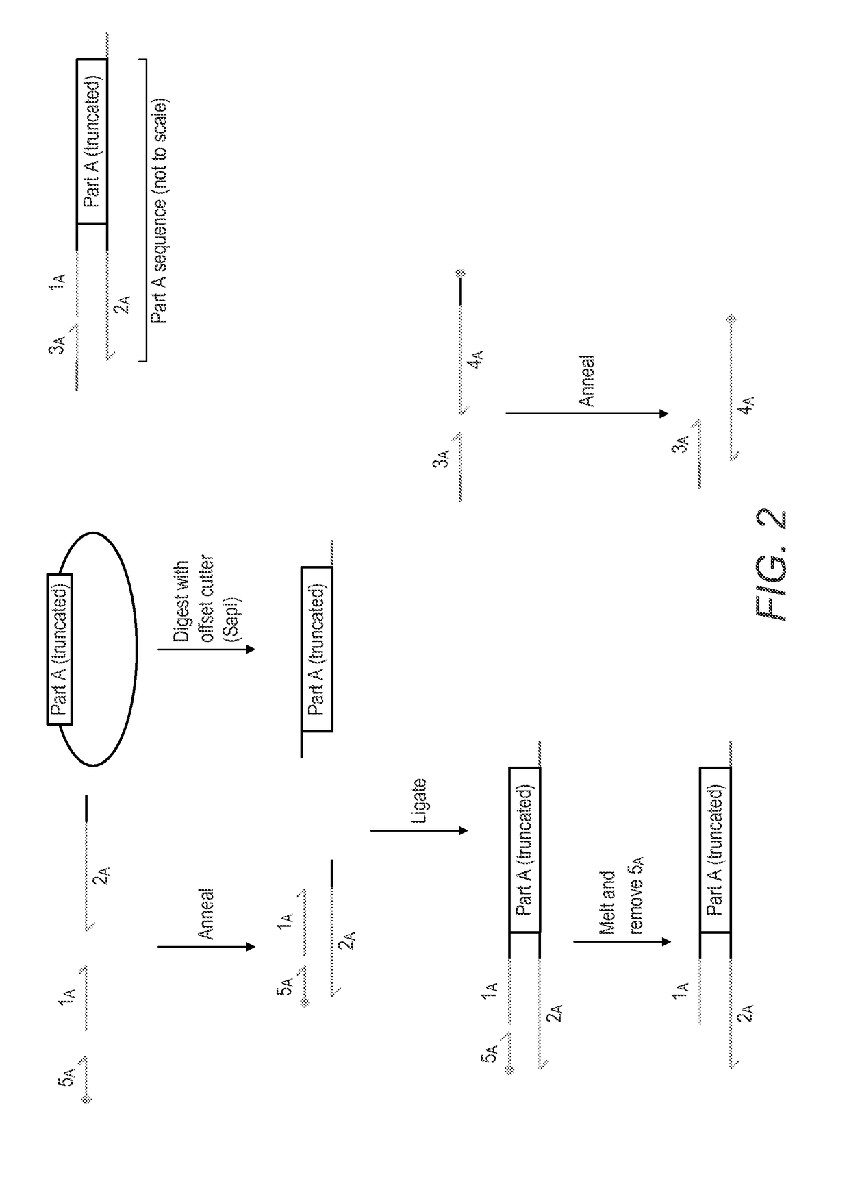 Method for the assembly of a polynucleic acid sequence