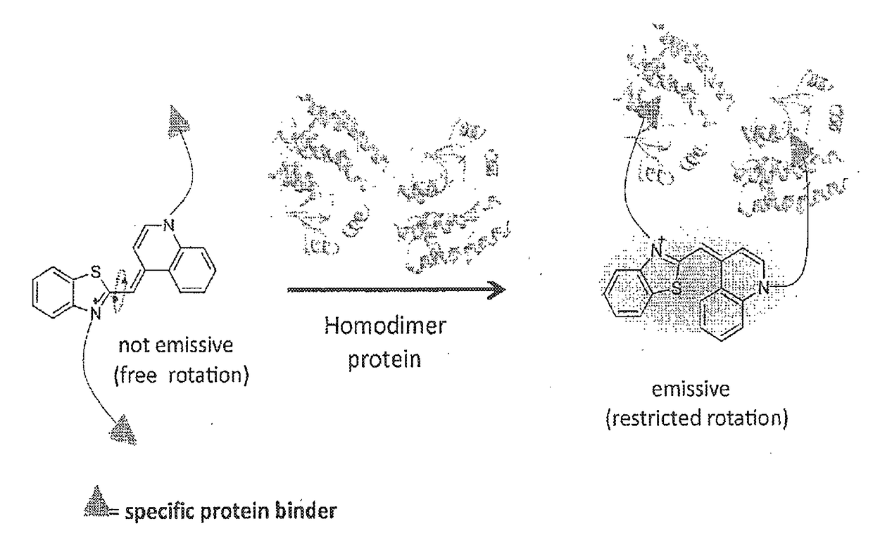 Molecular sensor and methods of use thereof