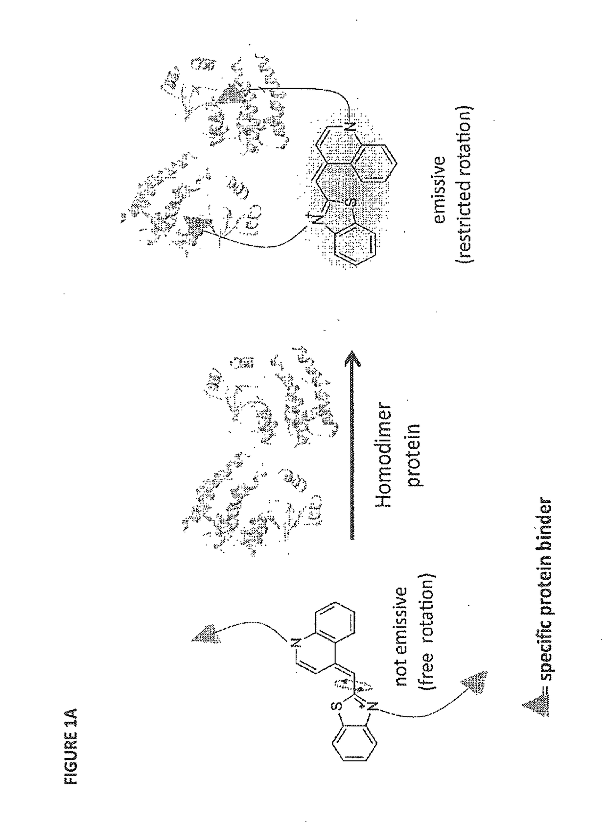 Molecular sensor and methods of use thereof