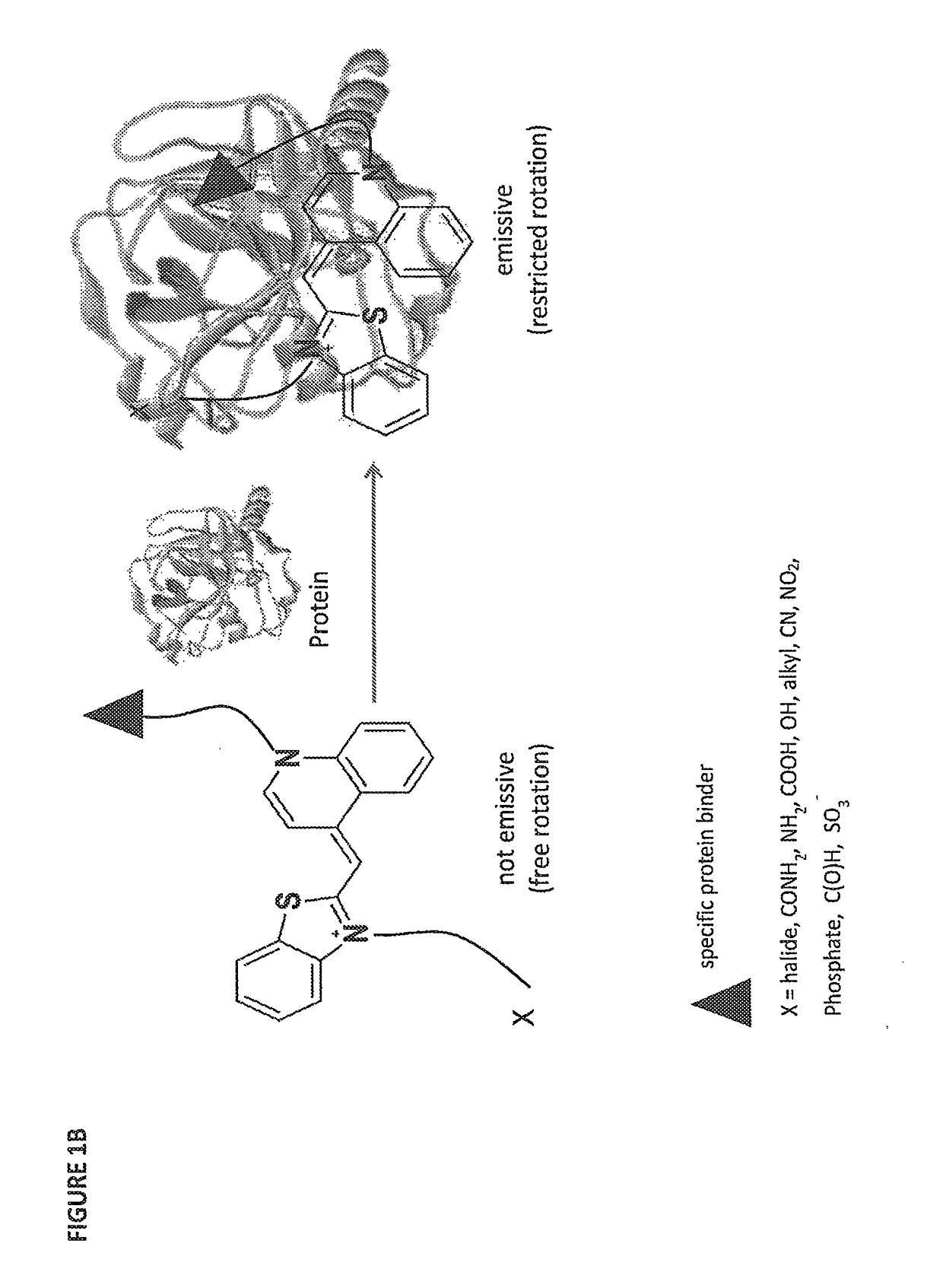 Molecular sensor and methods of use thereof