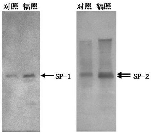 A method for increasing the amount of protein sp stored in early blood of silkworm larvae