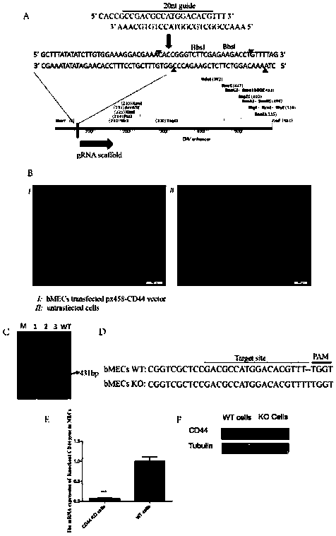 CD44 gene-knocked-out dairy cow mammary epithelial cell line and construction method thereof