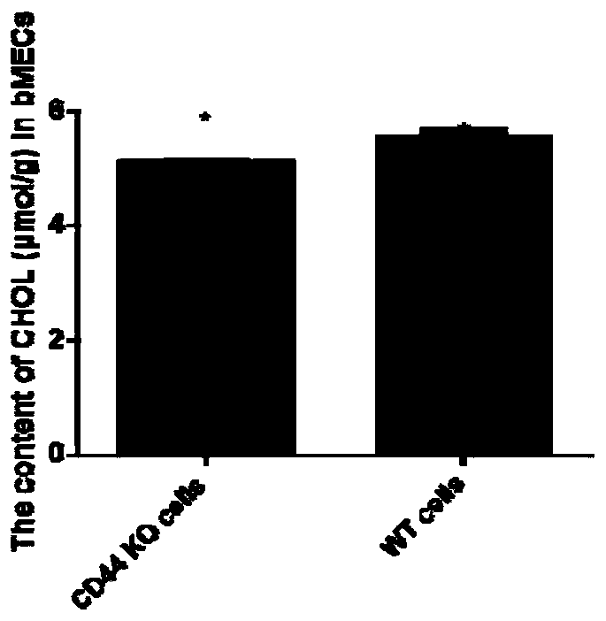 CD44 gene-knocked-out dairy cow mammary epithelial cell line and construction method thereof