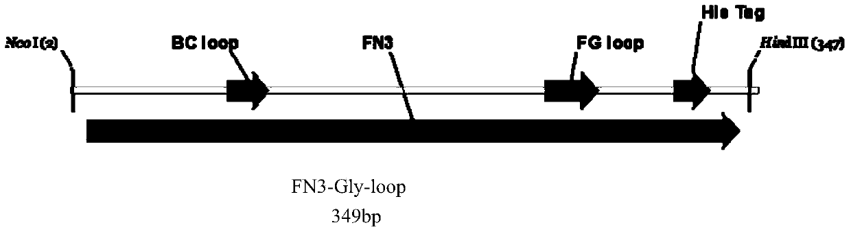 A method for establishing a receptor protein model for n-glycosylation efficiency detection in Escherichia coli using the skeleton protein fn3