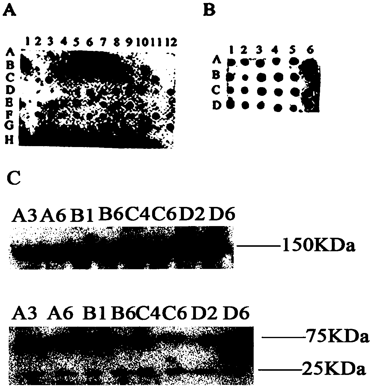 Anti-human DLL4 and VEGF bispecific antibody and preparation and application thereof