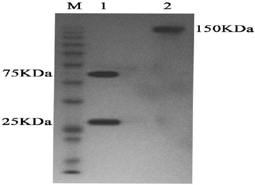 Anti-human DLL4 and VEGF bispecific antibody and preparation and application thereof