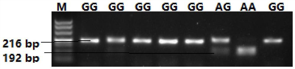 A snp marker affecting lambing traits of Hu sheep and its application