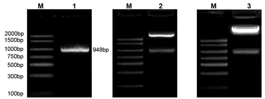 Chrysanthemum stress-resistance transcription factor CmMYB2 as well as plant expression vector, construction method and application thereof