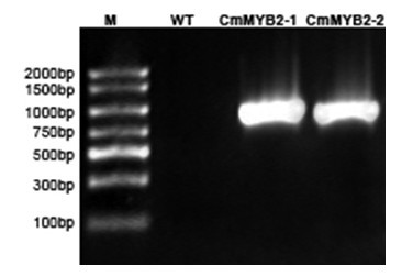 Chrysanthemum stress-resistance transcription factor CmMYB2 as well as plant expression vector, construction method and application thereof