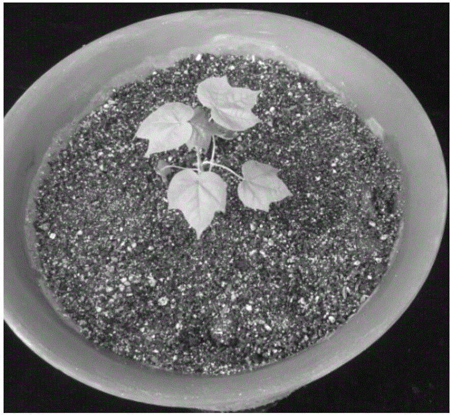 High-survival-rate transplanting method for transgenic cotton regenerated plants