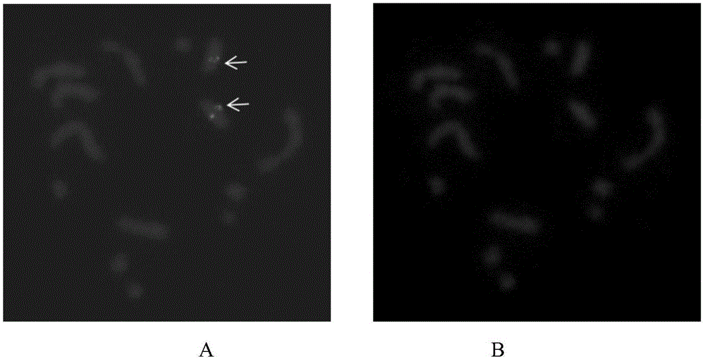 Fluorescence in situ hybridization method for metaphase chromosomes of mulberry