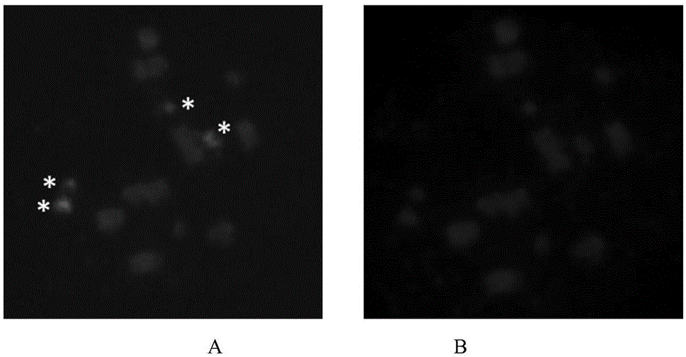 Fluorescence in situ hybridization method for metaphase chromosomes of mulberry