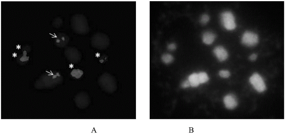 Fluorescence in situ hybridization method for metaphase chromosomes of mulberry