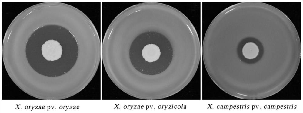 Bacillus altitudinis YG045 and application thereof