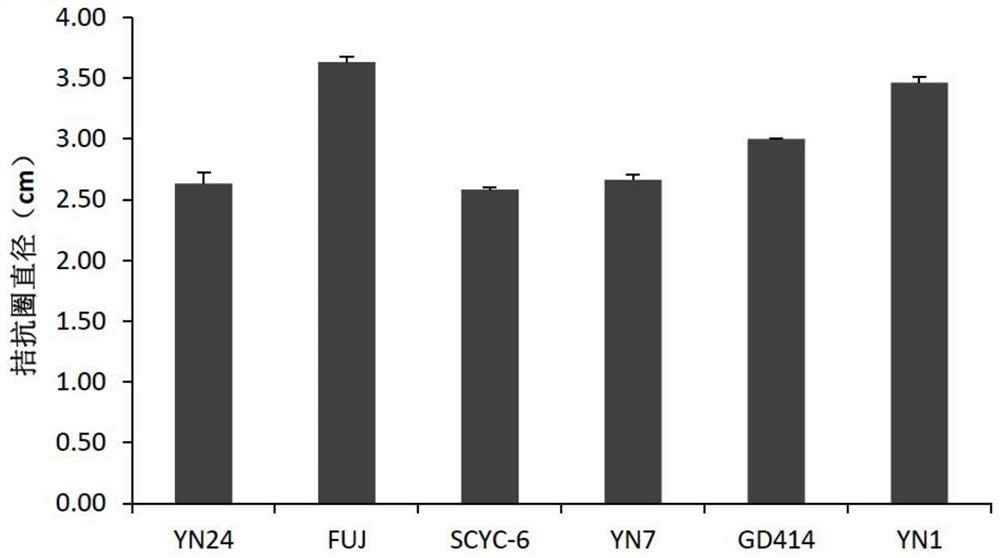 Bacillus altitudinis YG045 and application thereof