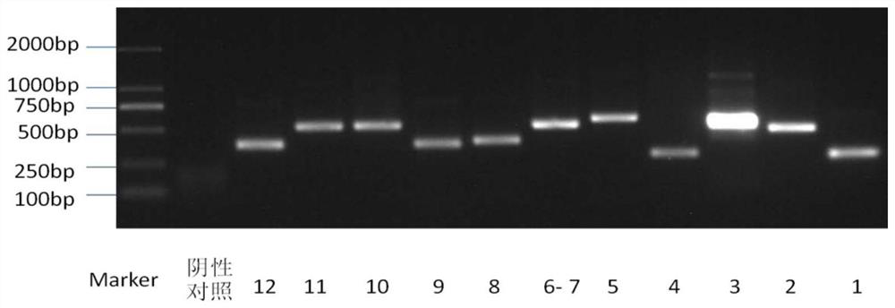 Primer, method and kit for detecting whole exon mutation of SMAD4 gene