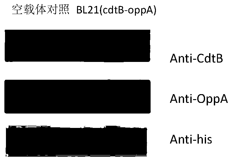 Haemophilus parasuis fusion protein CdtB-OppA having immunizing protection