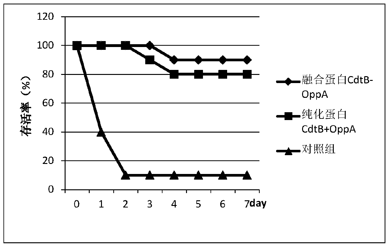 Haemophilus parasuis fusion protein CdtB-OppA having immunizing protection