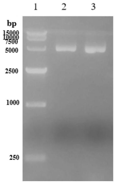 Diaphorase mutant with high thermal stability, diaphorase mutant gene with high thermal stability and preparation method of diaphorase mutant