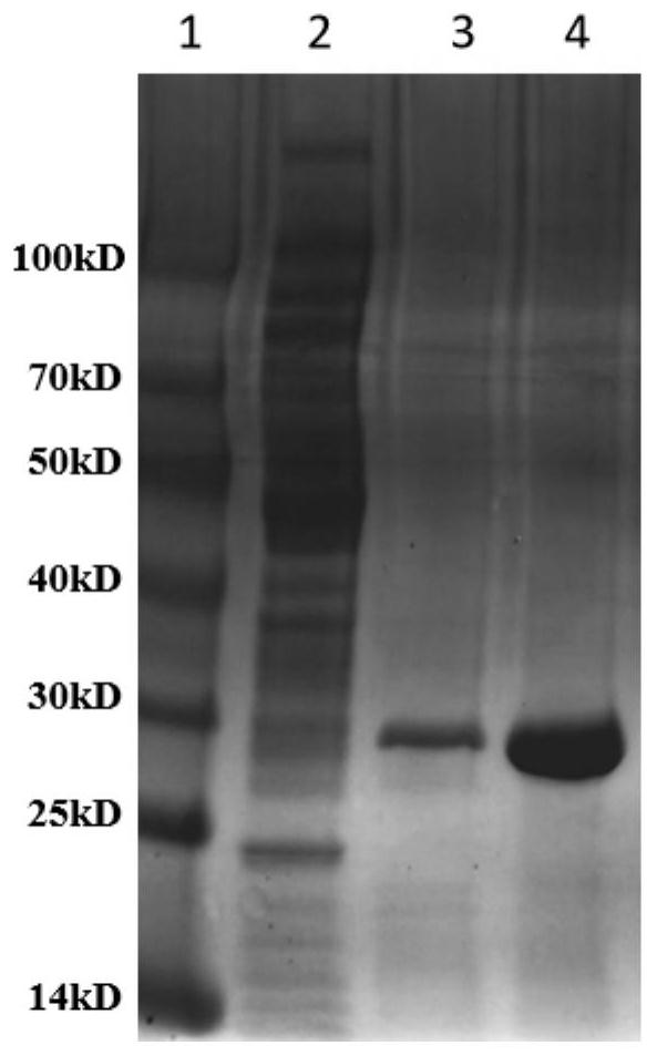 Diaphorase mutant with high thermal stability, diaphorase mutant gene with high thermal stability and preparation method of diaphorase mutant