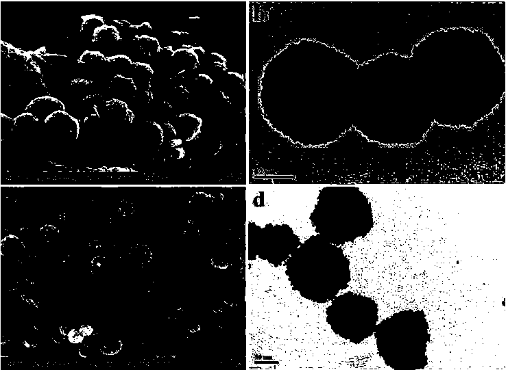 Preparation method and purpose thereof of spherical ferriferrous oxide nano particles with controllable size