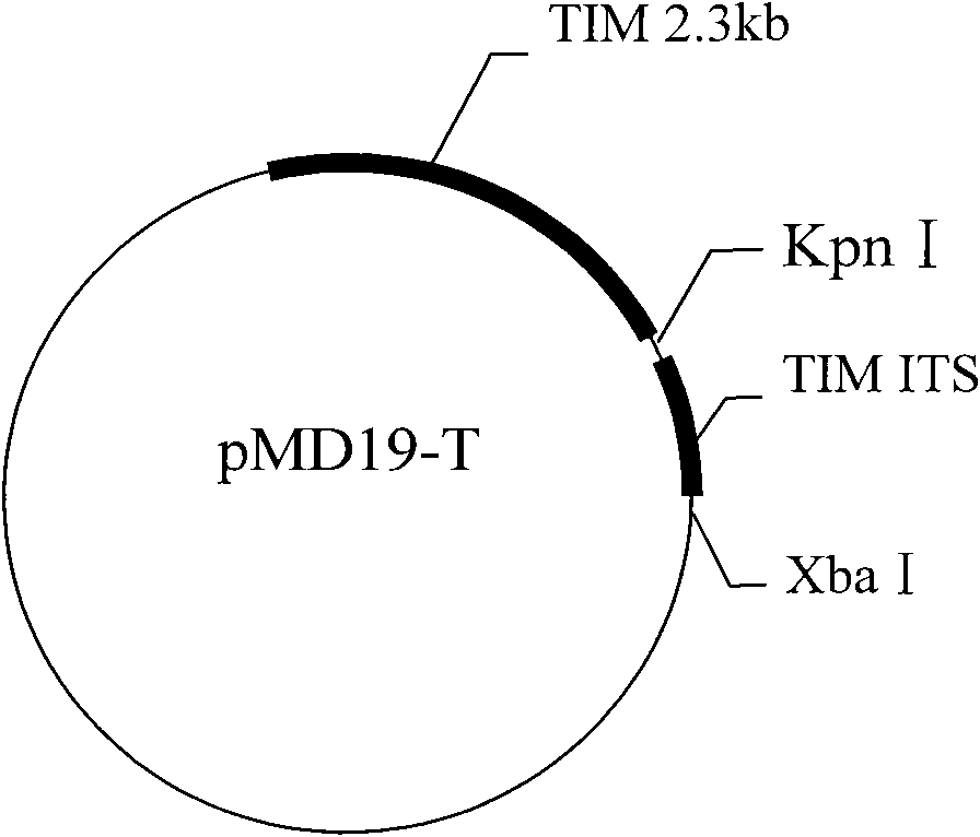 Standard molecule for wheat tilletia indica mitra detection and construction method thereof