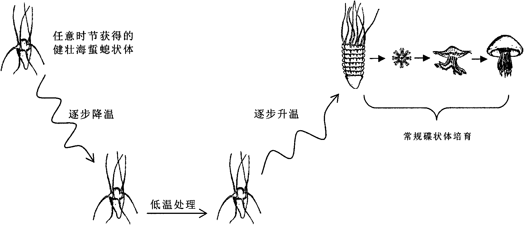 Jelly fish short-term low-temperature induction rearing method