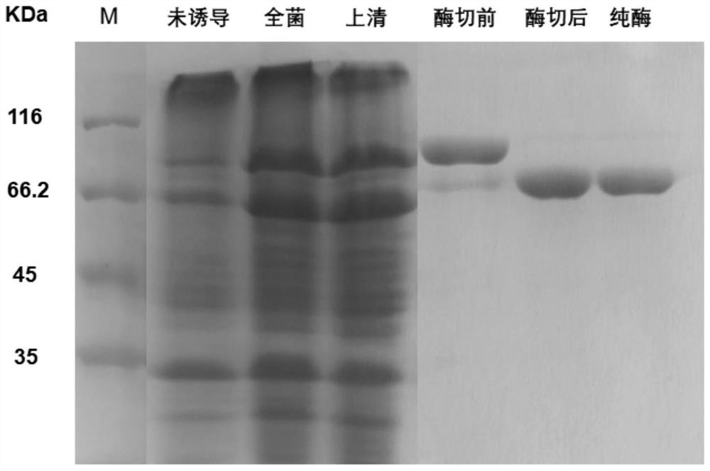 Alpha-glucosidase QsGH97a derived from deep-sea bacteria as well as coding gene and application thereof