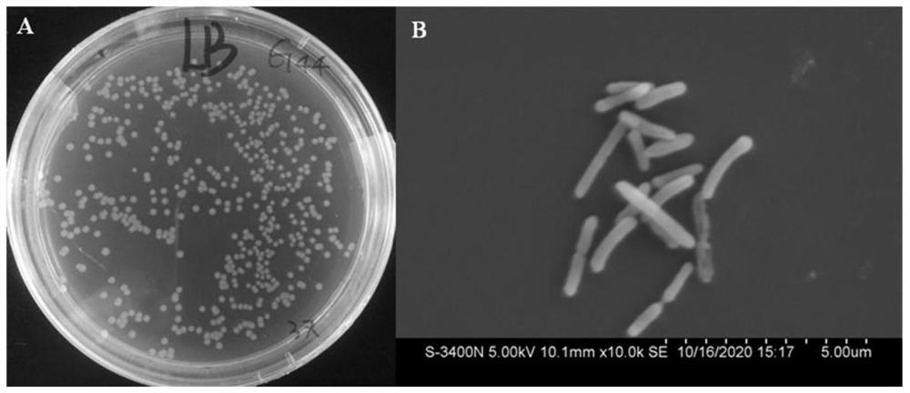 Stenotrophomonas for promoting growth and development of Lilium spp and/or antagonizing pathogenic bacteria of Lilium spp and application of stenotrophomonas