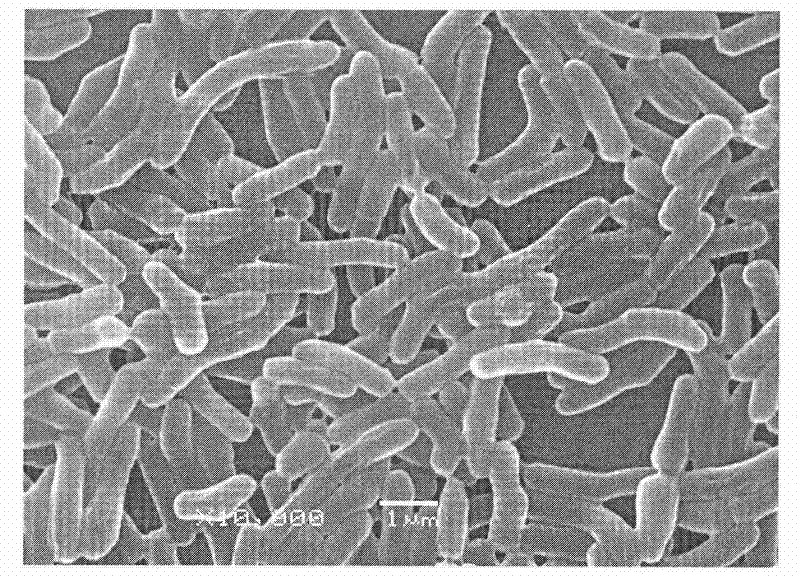 A kind of Arthrobacter hw08 degrading swainsonine and its application