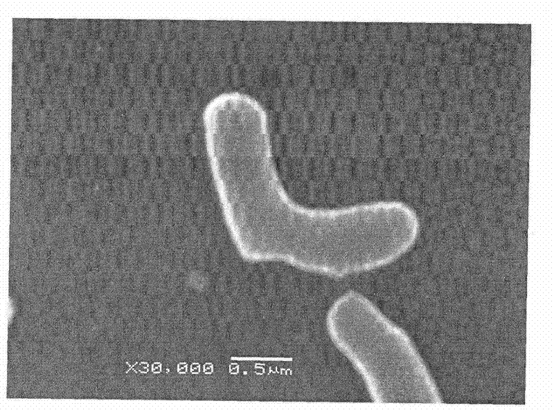 A kind of Arthrobacter hw08 degrading swainsonine and its application