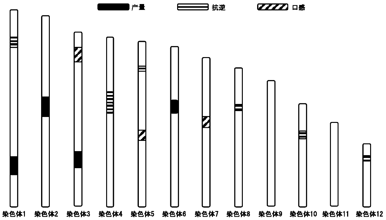 A high-density molecular marker-assisted aggregation breeding method based on core pedigree varieties