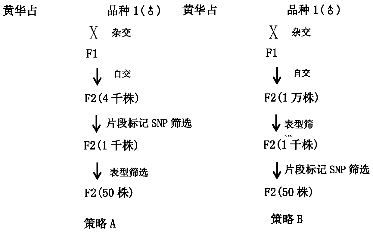 A high-density molecular marker-assisted aggregation breeding method based on core pedigree varieties