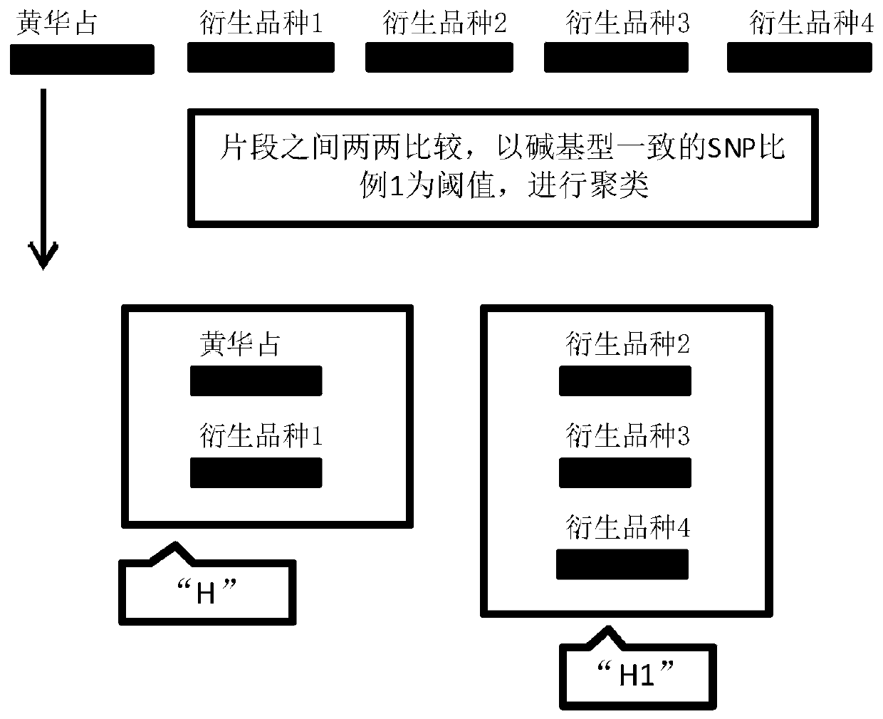 A high-density molecular marker-assisted aggregation breeding method based on core pedigree varieties