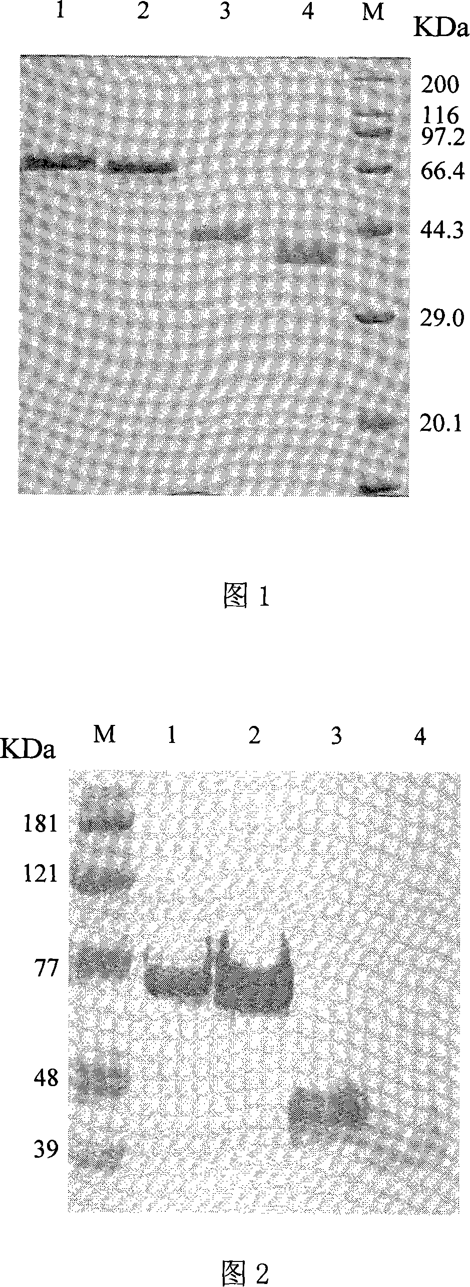 Recombination human collagen and biological synthesis method thereof
