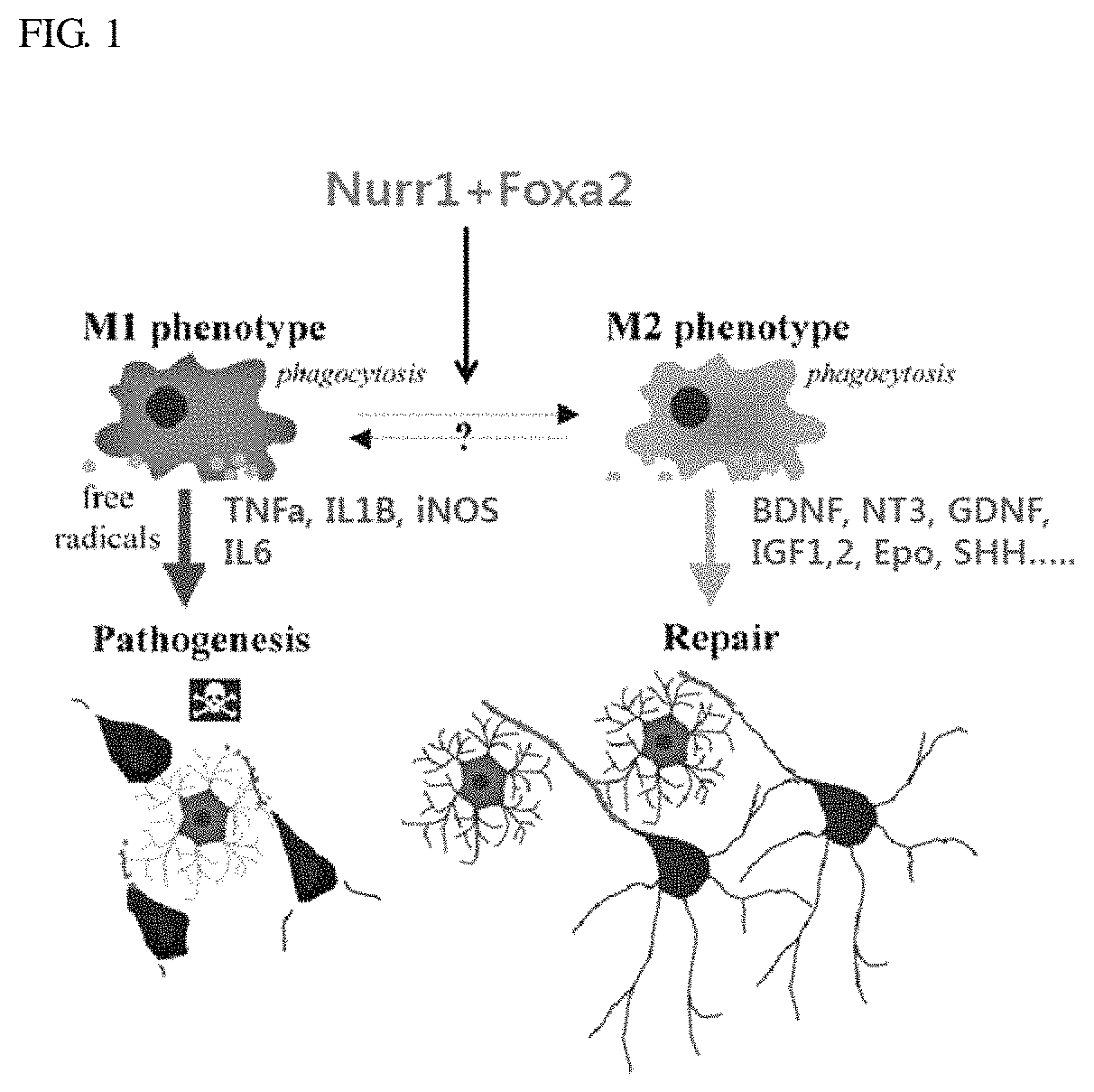 Therapeutic effects of NURR1 and FOXA2 in inflammatory neurologic disorders by M1-to-M2 polarization of glial cells