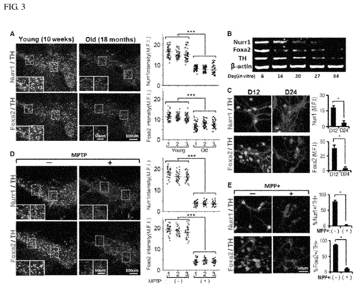 Therapeutic effects of NURR1 and FOXA2 in inflammatory neurologic disorders by M1-to-M2 polarization of glial cells