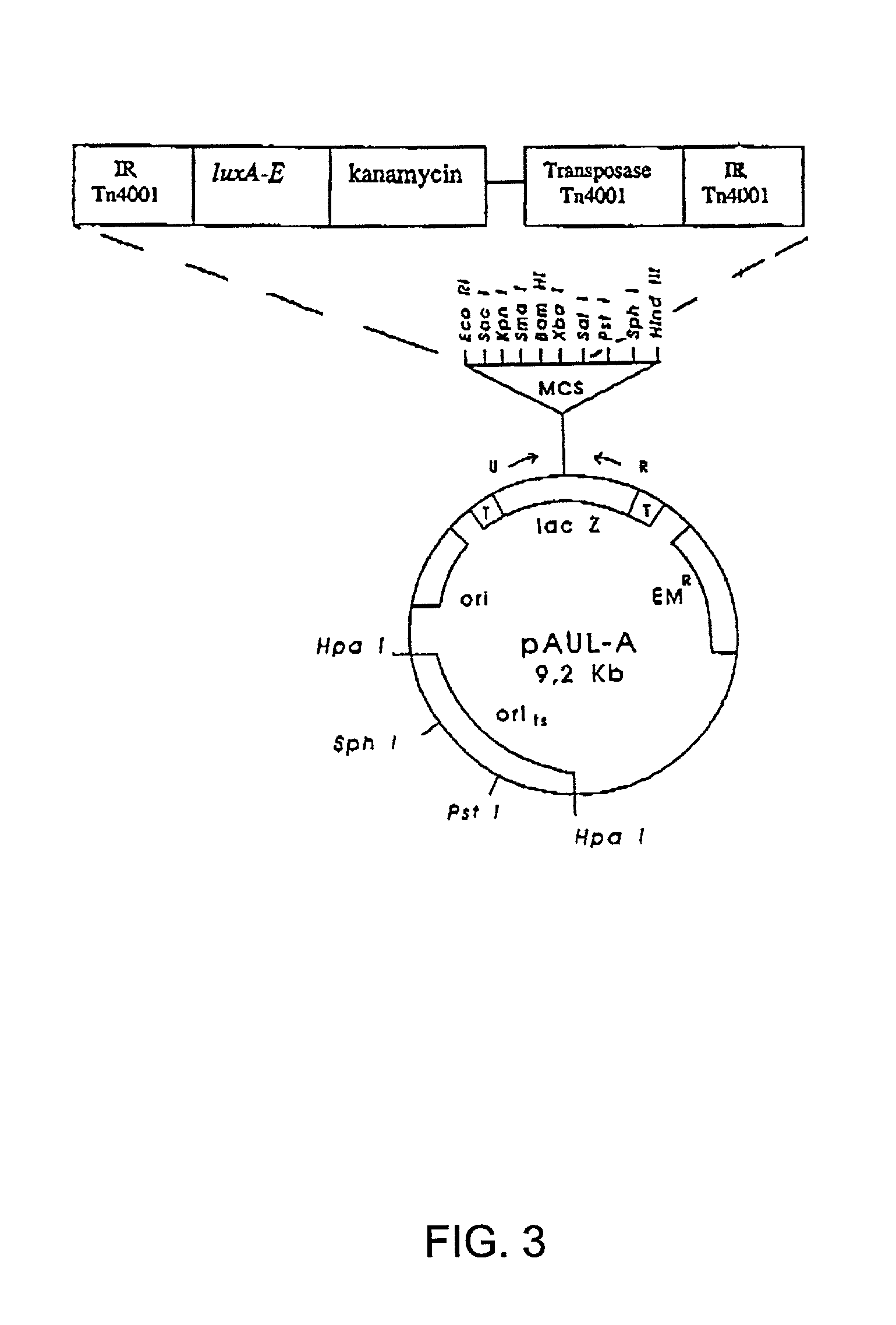 Compositions and methods for use thereof in modifying the genomes of microorganisms