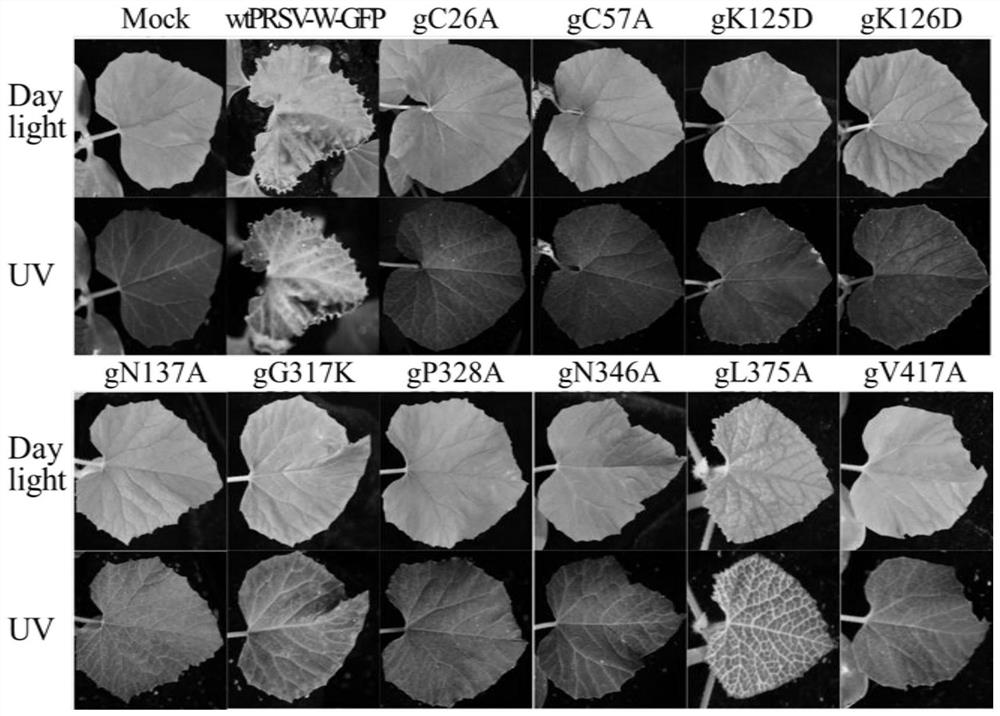 Development and Application of Papaya Ringspot Virus Watermelon Strain Attenuated Vaccine