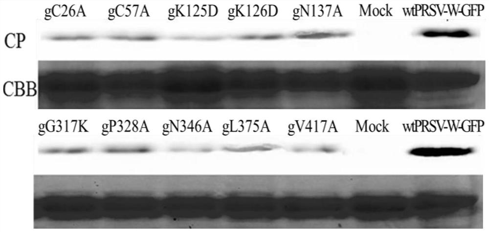 Development and Application of Papaya Ringspot Virus Watermelon Strain Attenuated Vaccine