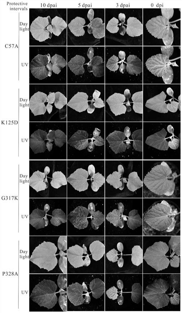 Development and Application of Papaya Ringspot Virus Watermelon Strain Attenuated Vaccine