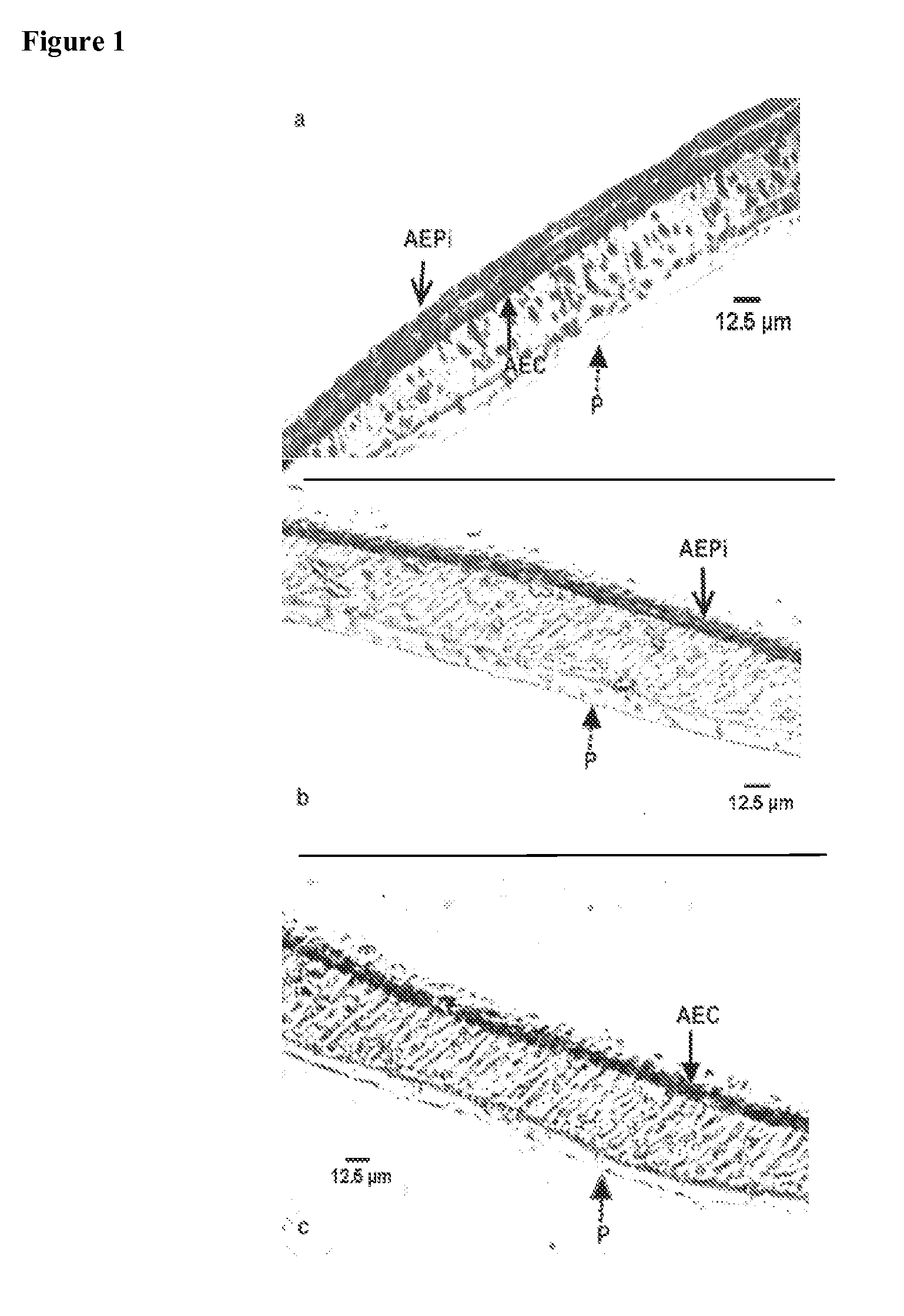 Artificial tissue constructs comprising alveolar cells and methods for using the same